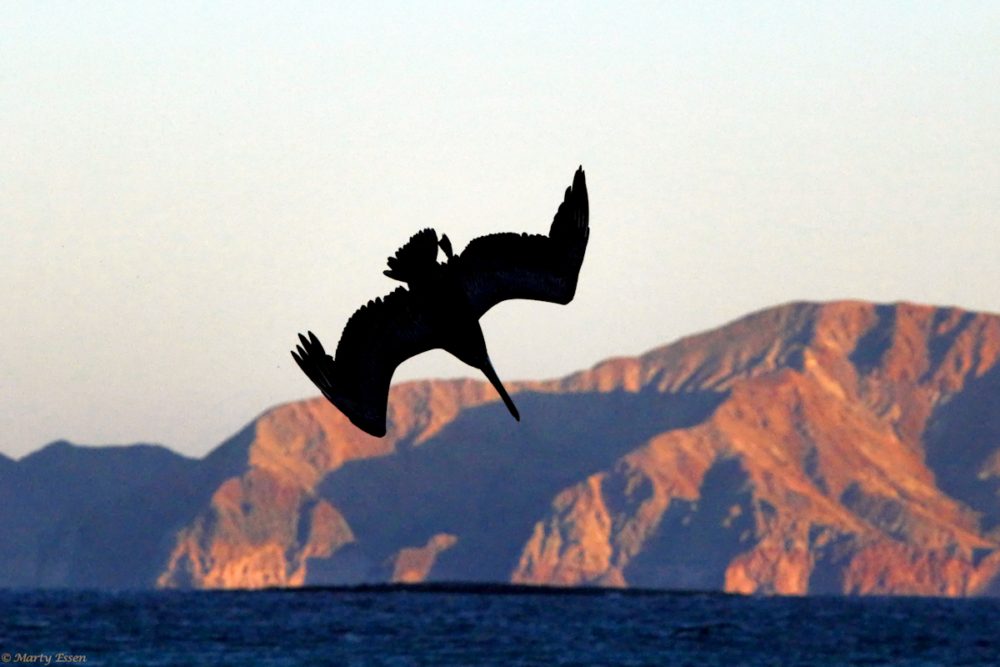 The pelican dive