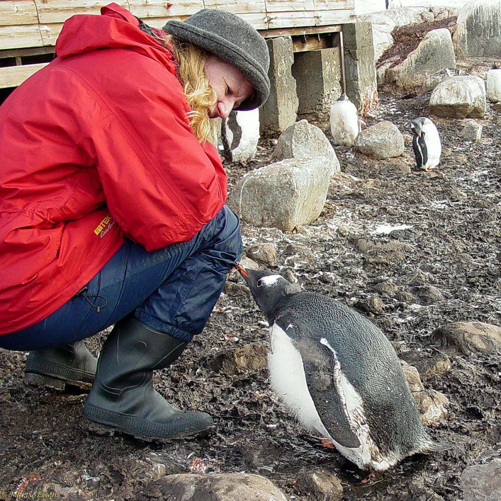 Gentoo penguin research