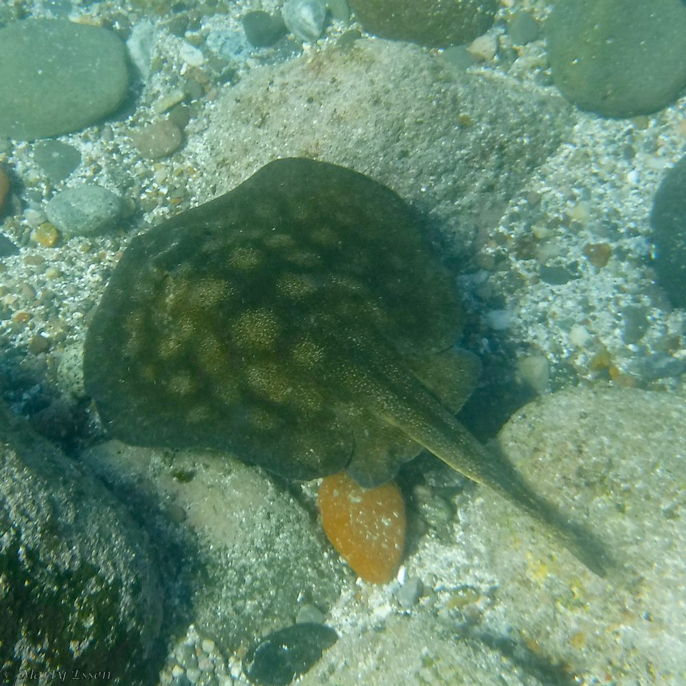 Spotted round ray