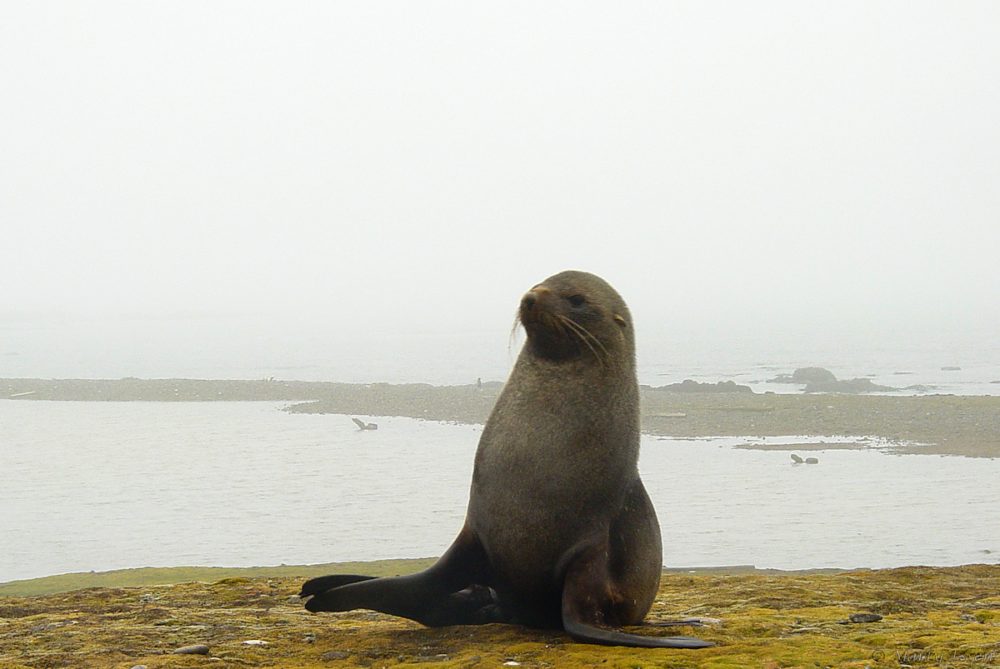 Fur seal in the fog