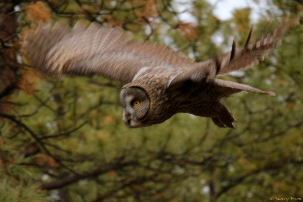 Great gray owl in flight