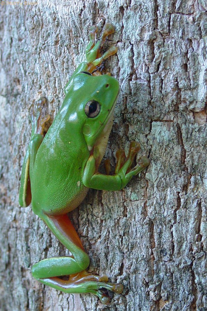 Green tree frog, Australia