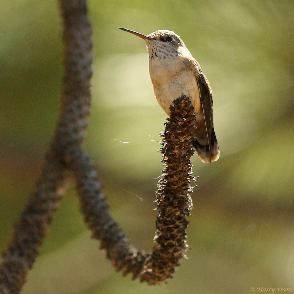 Return of the hummingbirds