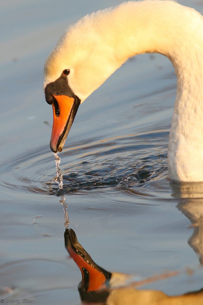 Lake Garda swan