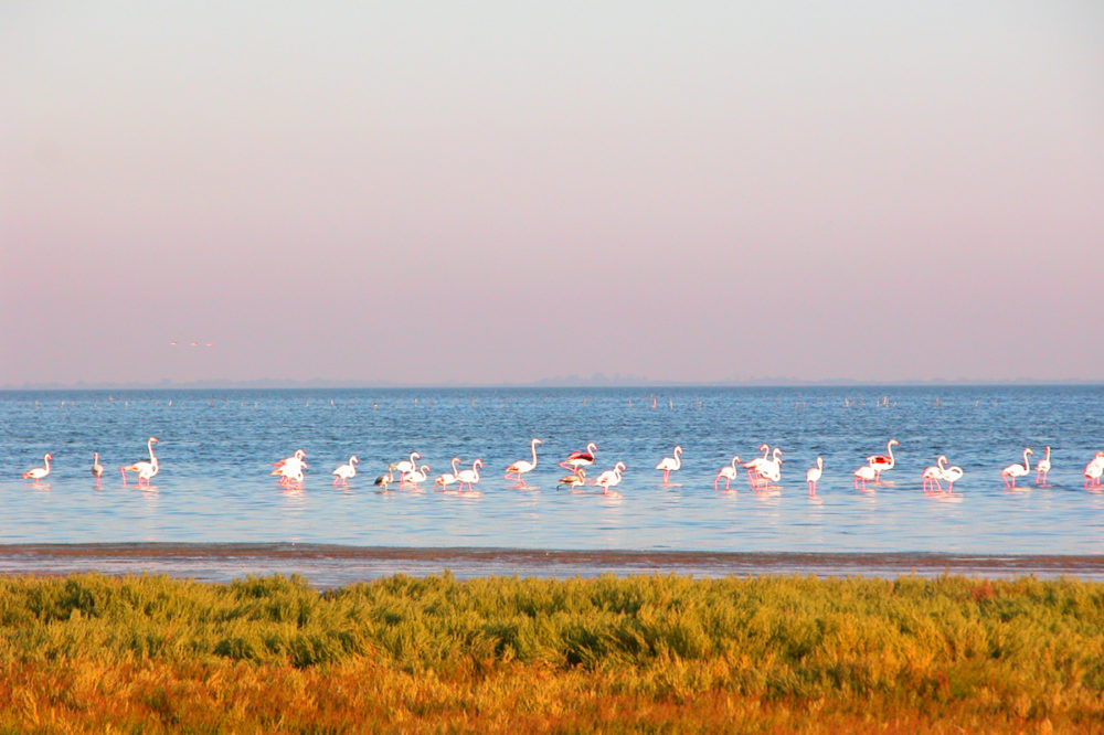 Flamingos and mud