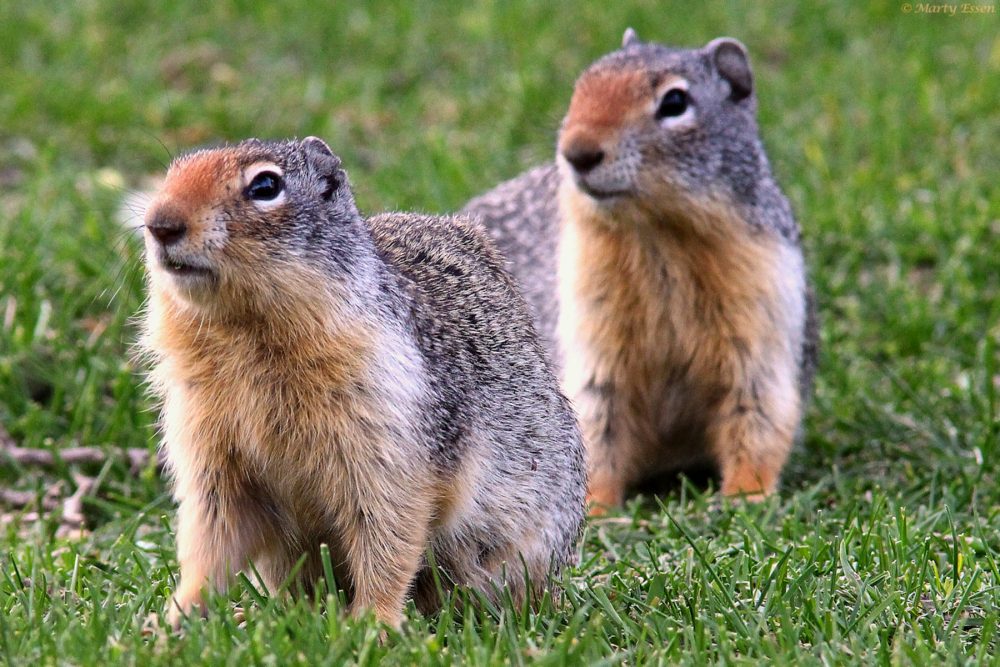 Ground squirrels