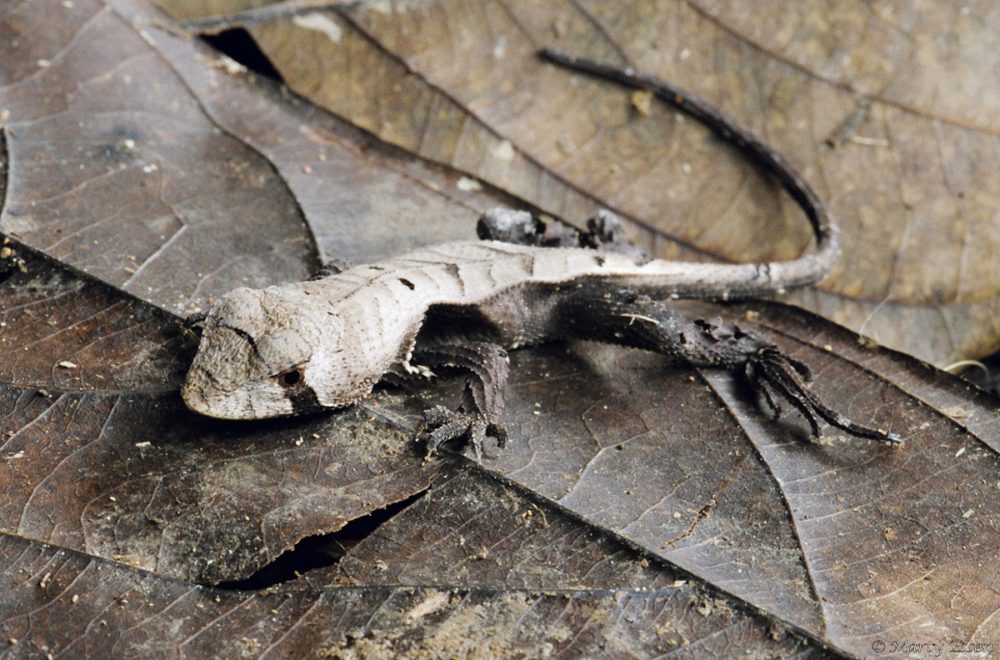 Leaf-mimic lizard