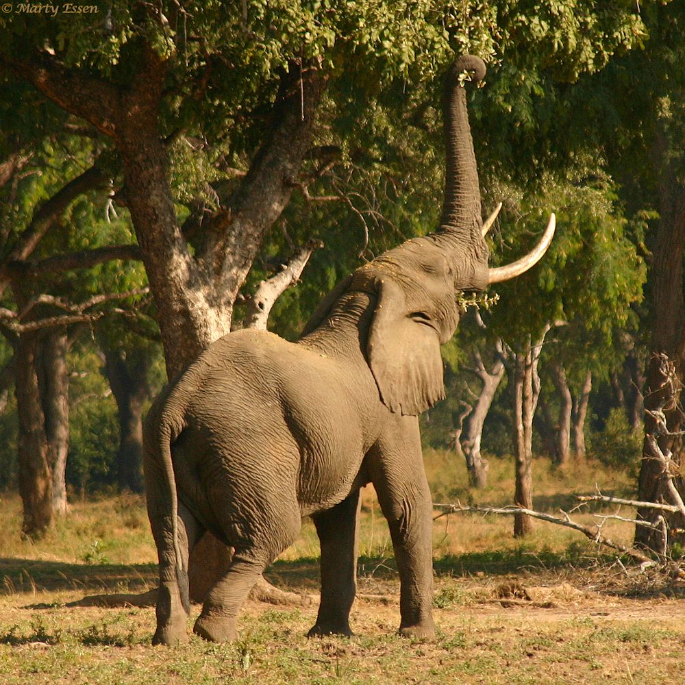 Elephant on foot