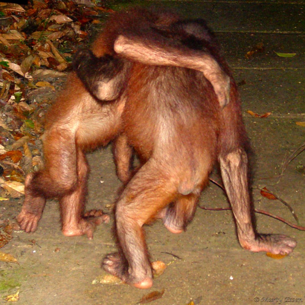 Orangutans vs Republicans