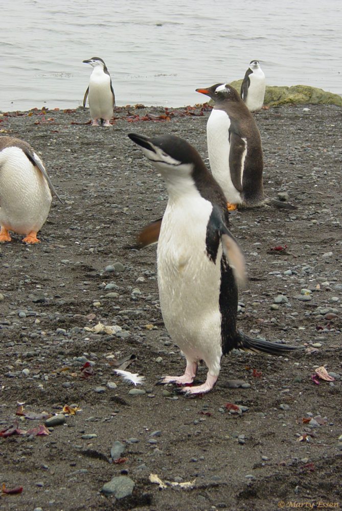 Gentoo and chinstrap penguins