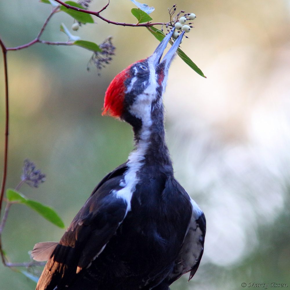 Berry-eating woodpecker