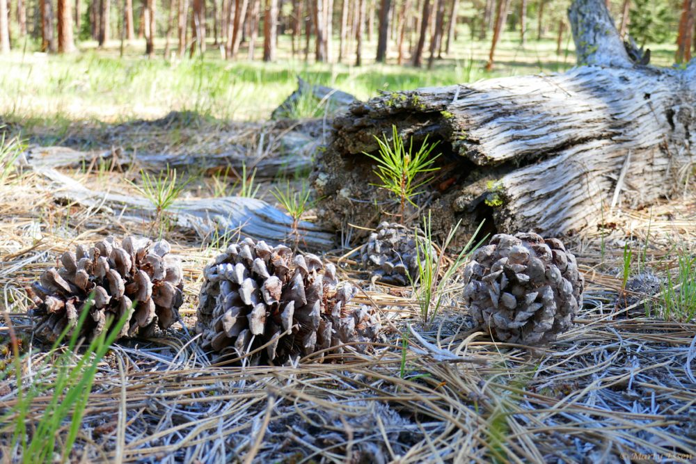 Pine cone art