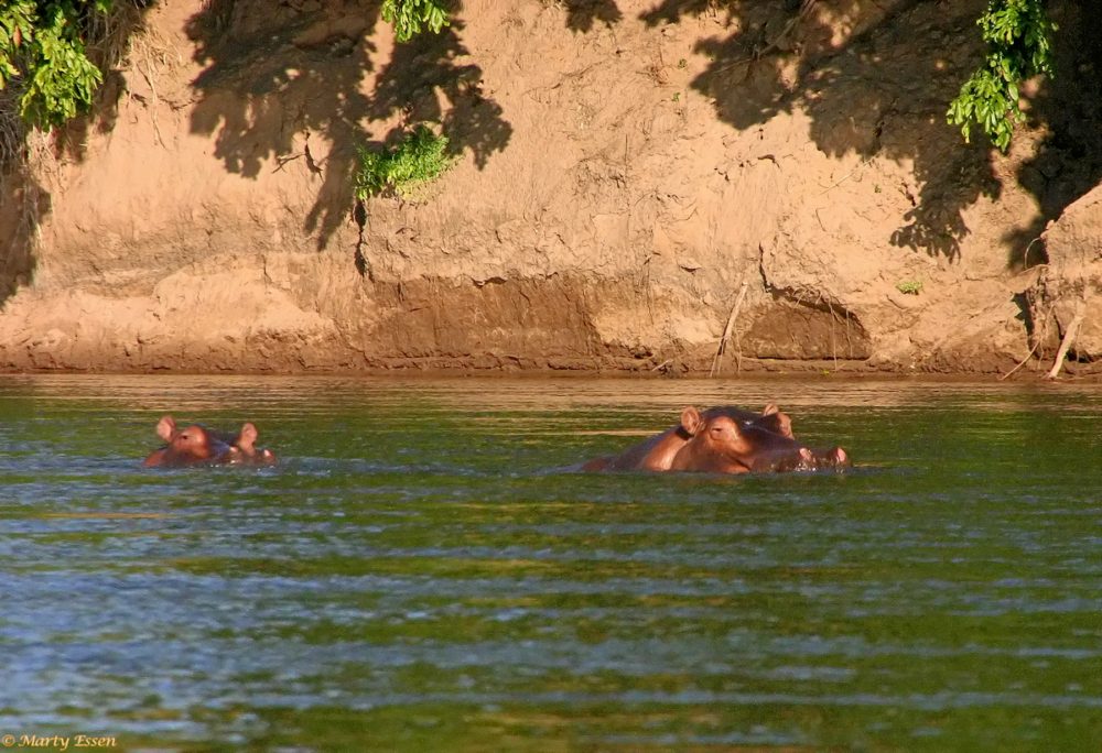 Canoeing with hippos