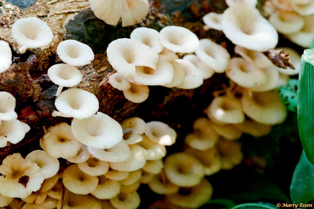 Amazon mushrooms