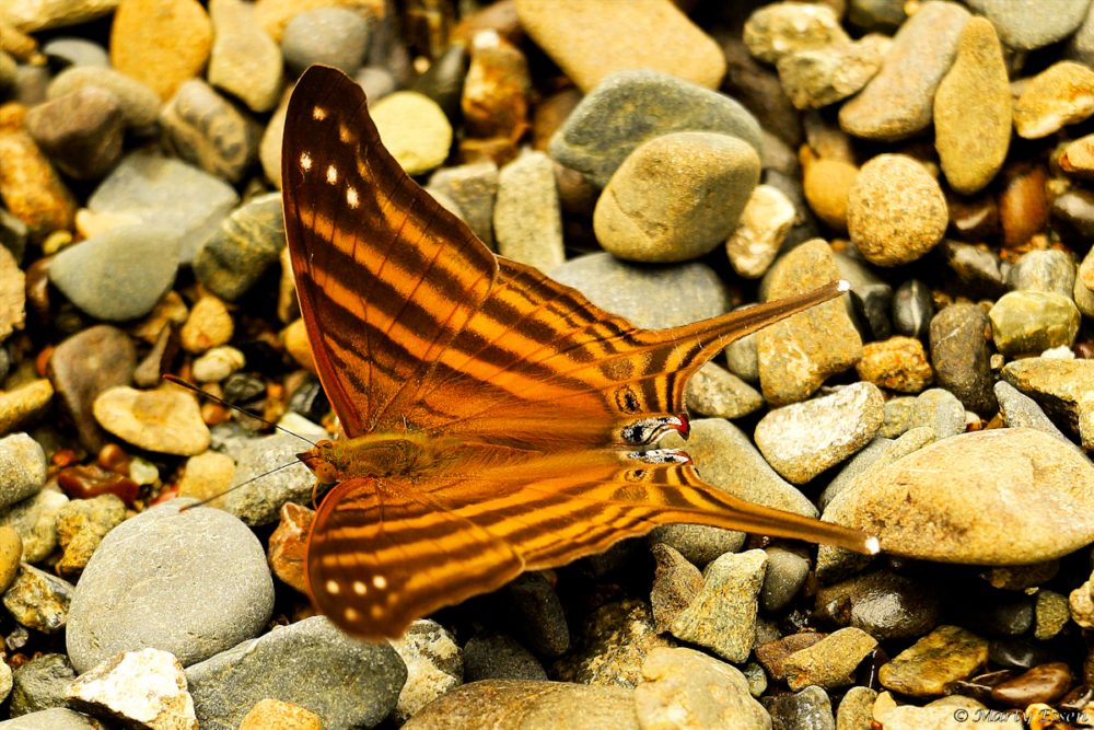 Many-banded daggerwing butterfly