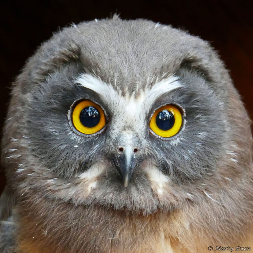 More of the world’s most adorable owl