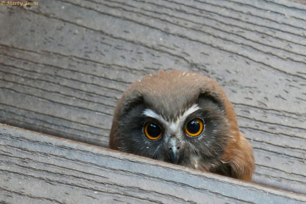 The return of the saw-whet owl