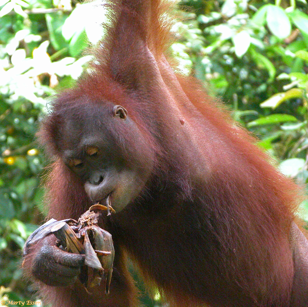Hangin’ with an orangutan