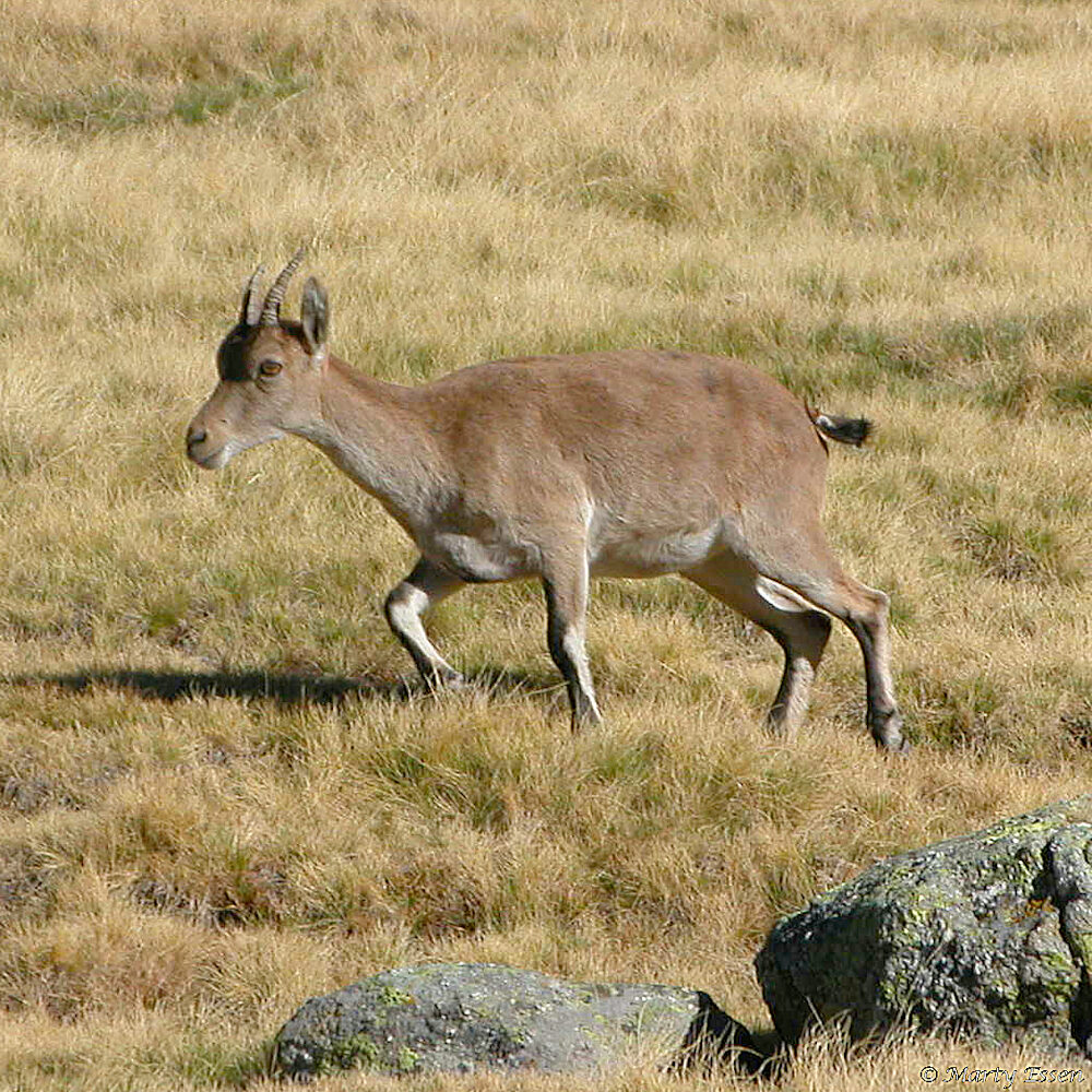 Hiking with the Spanish ibex