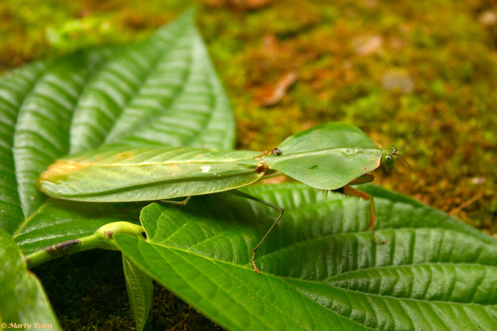 Leaf-Mimic Mantis
