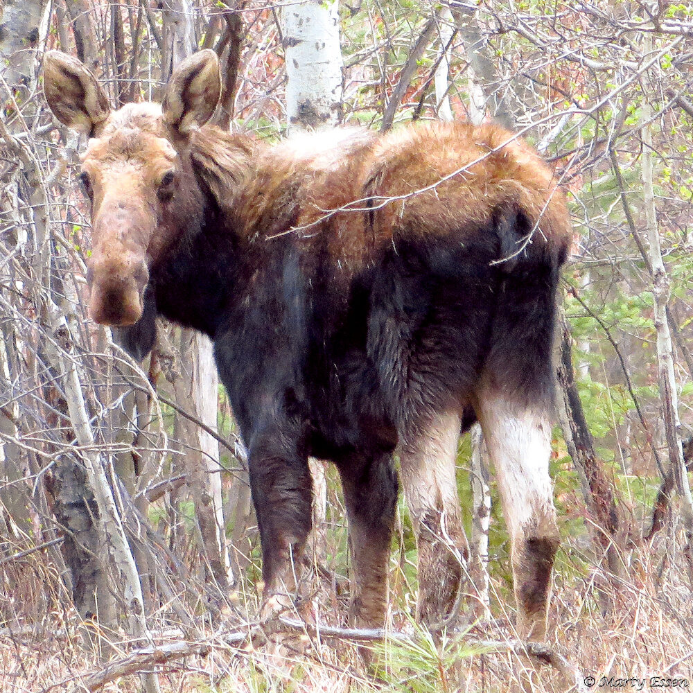 Fluffy moose