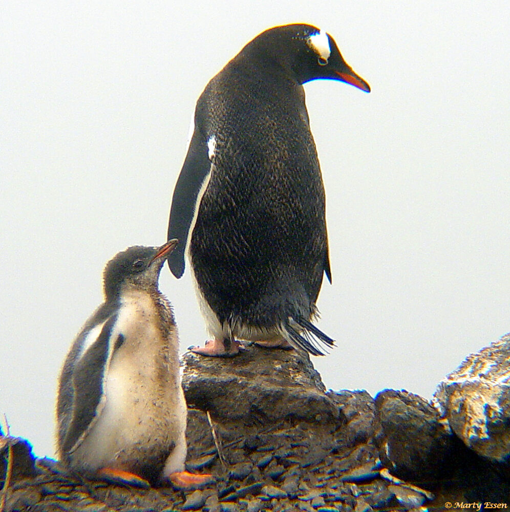 Penguins in the mist