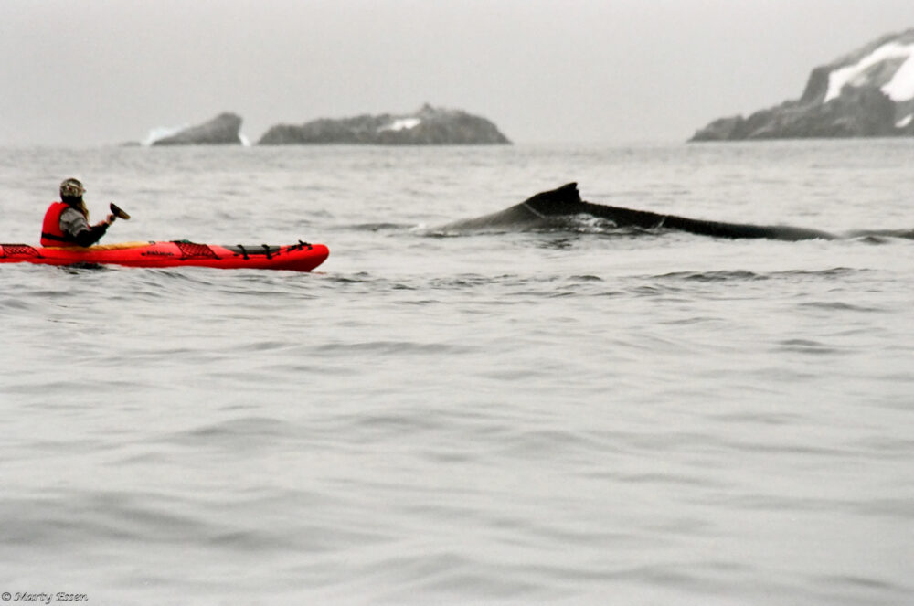 Whale vs. Kayak