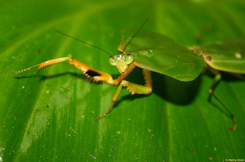 Leaf-mimic mantis