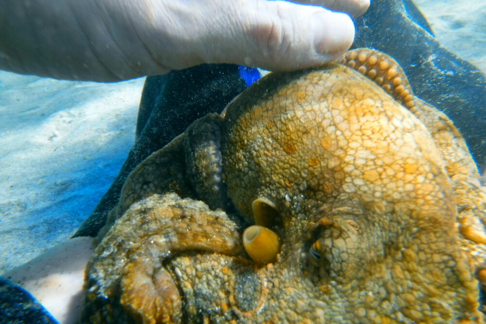 Petting an octopus
