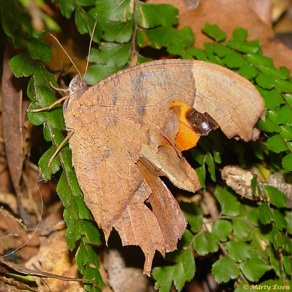 Leaf-mimic butterfly