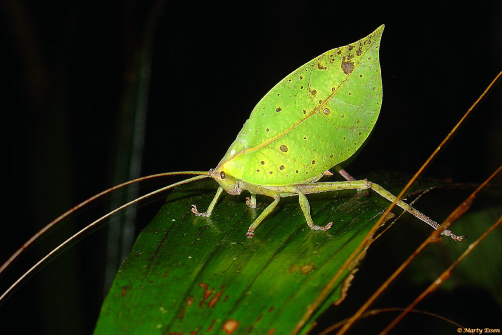Leaf-mimic katydid