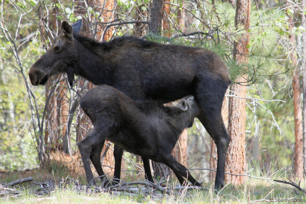 Mother’s Day Moose