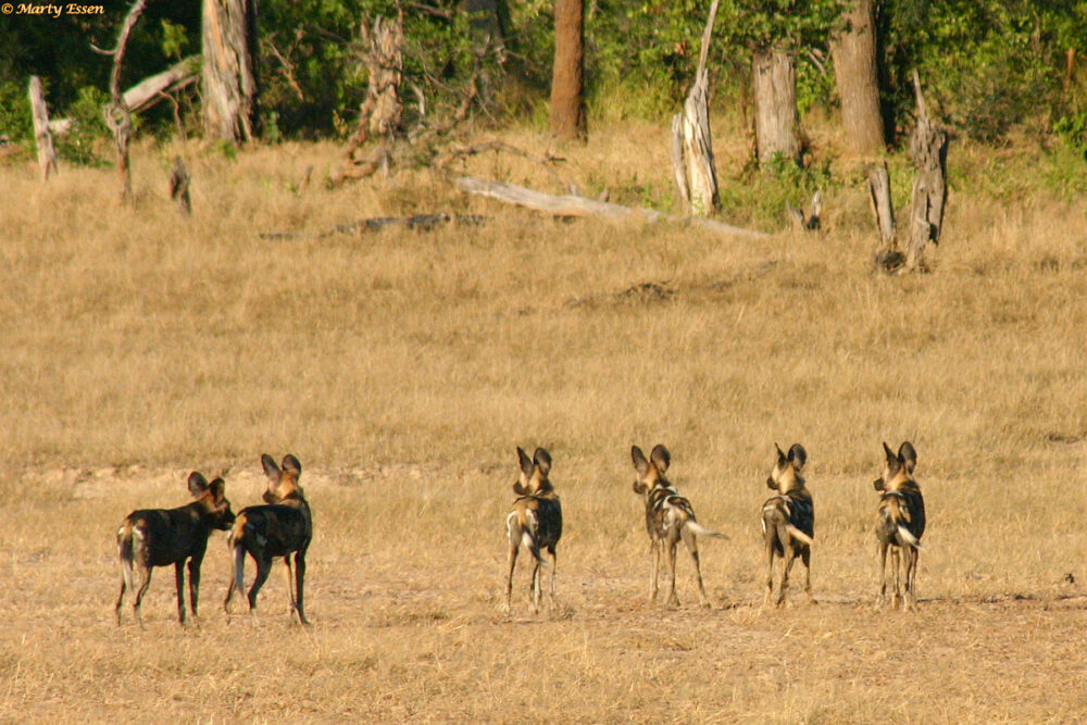 A pack of African painted dogs
