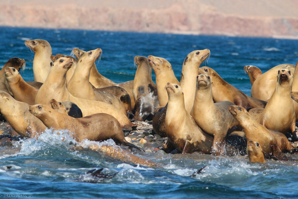 Sea lion greeting party