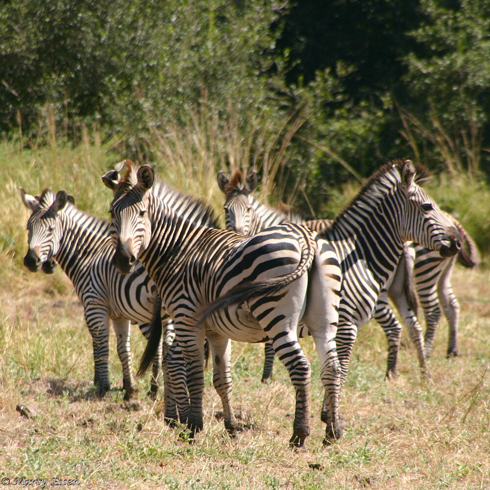 Zebras travel in . . .