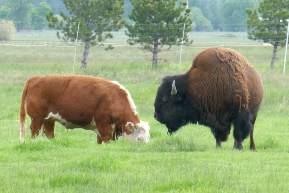 Bison vs. Cow