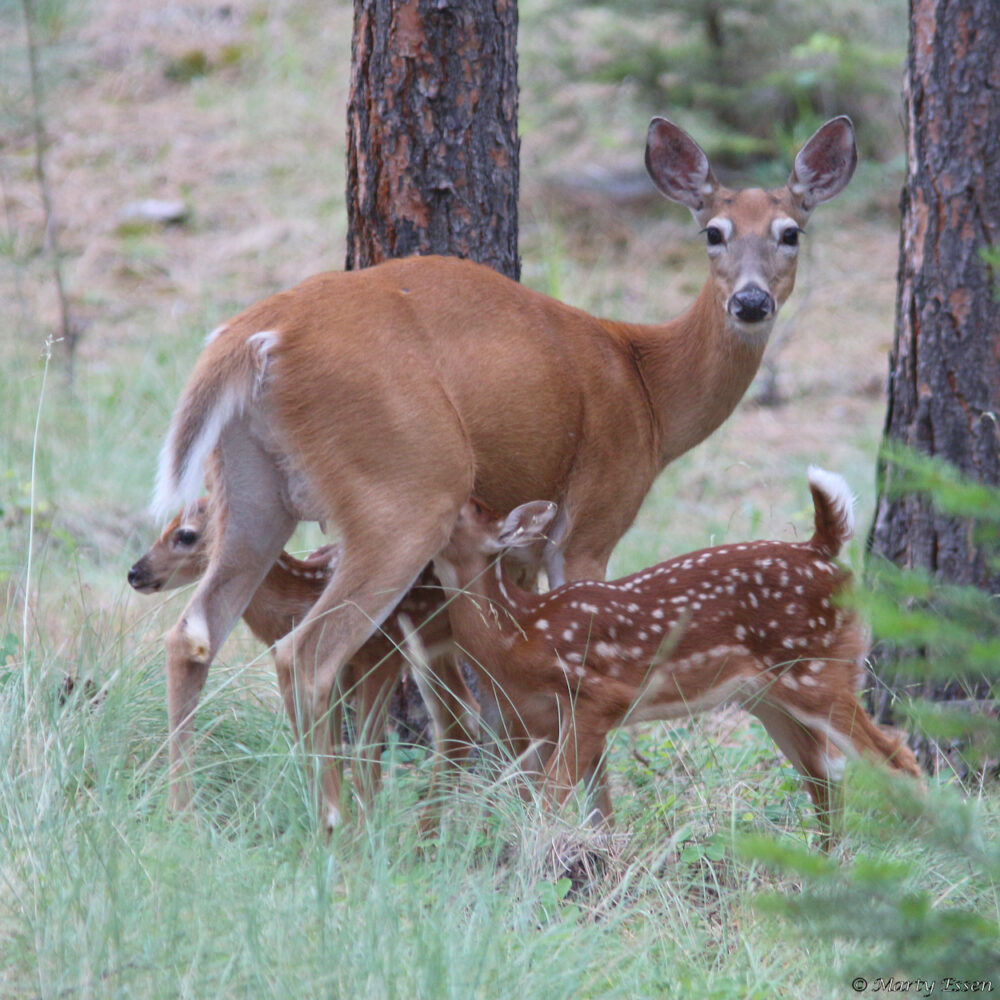 A mother and her fawns