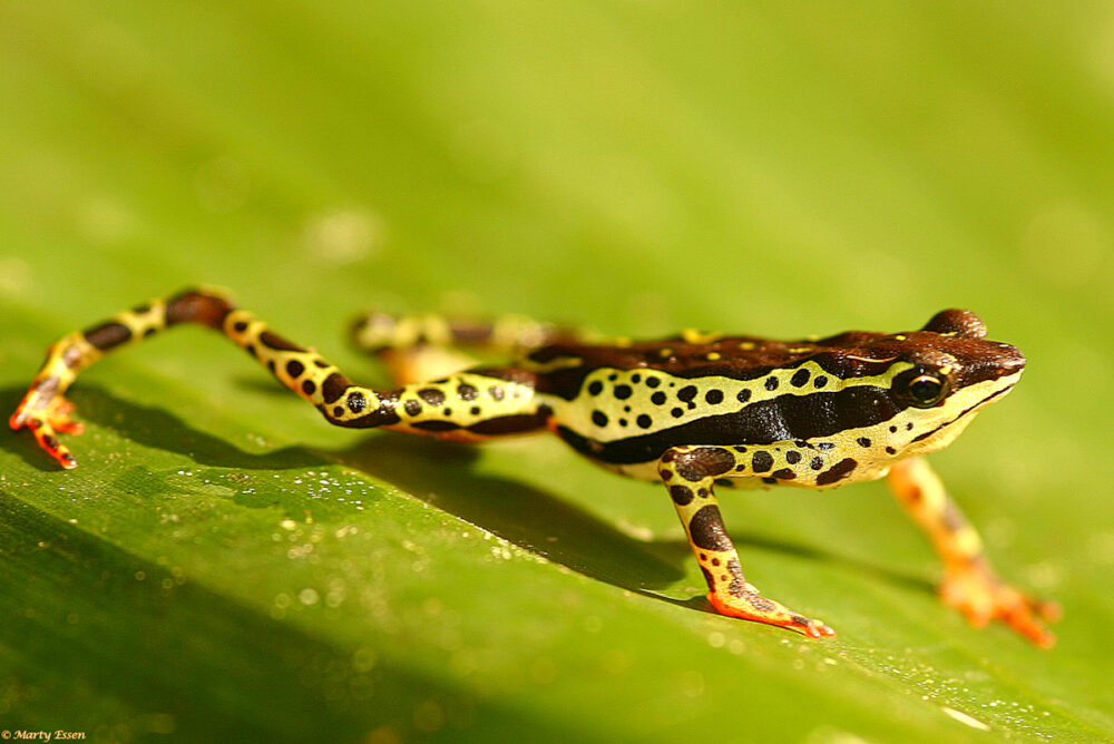 Harlequin frog (likely)