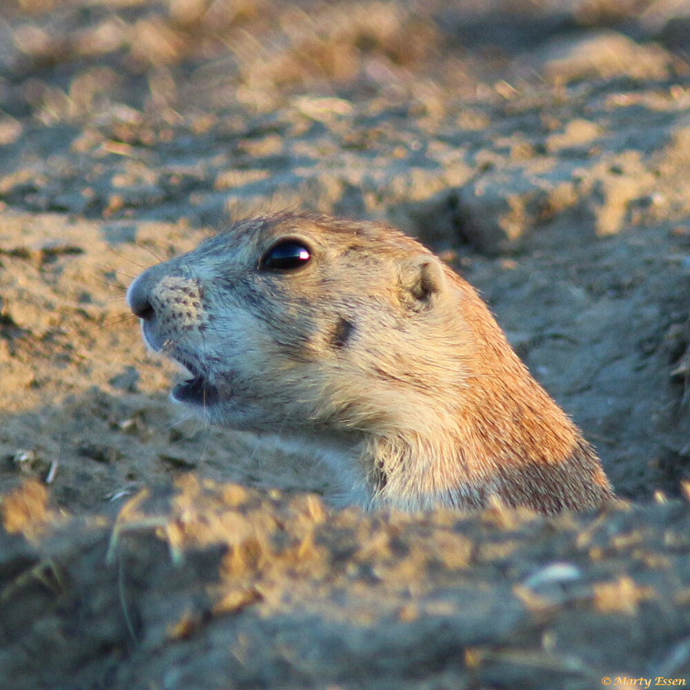 Photographing prairie dogs