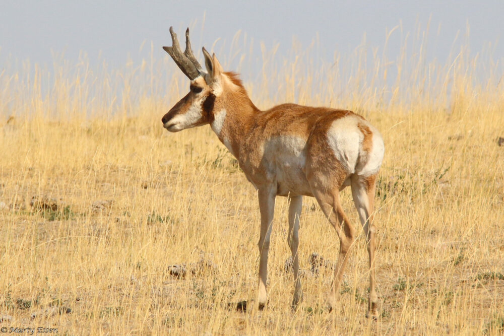 Pronghorns and antelopes