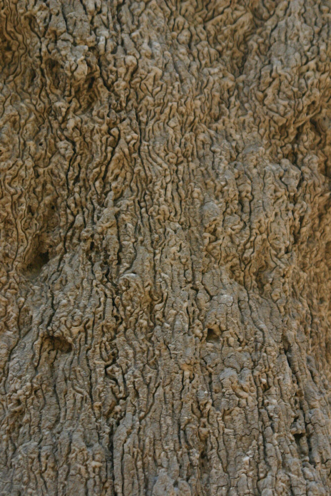 Termite mound close-up