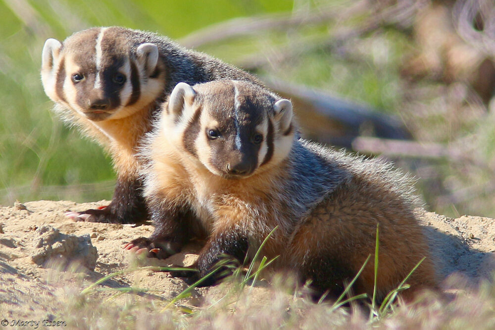 Baby badgers