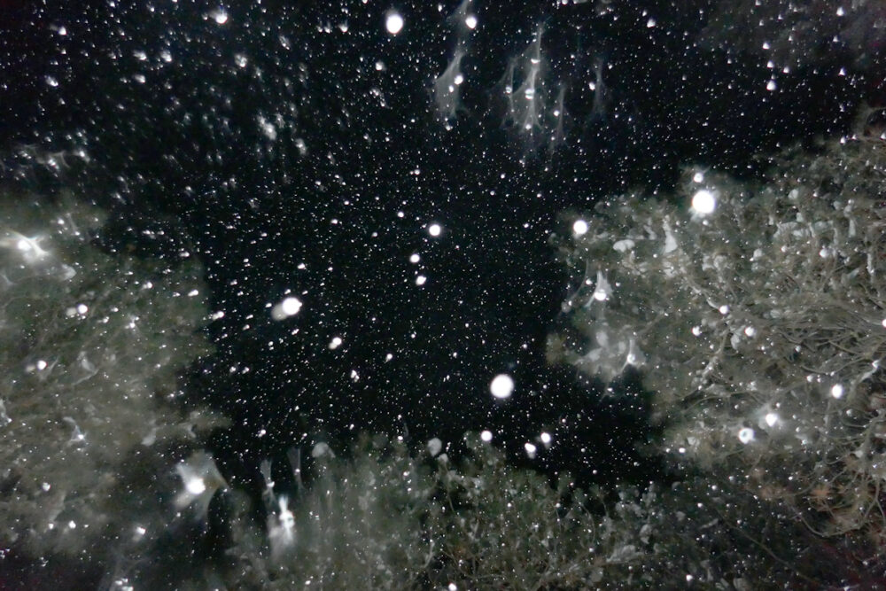 Snow crystals at night