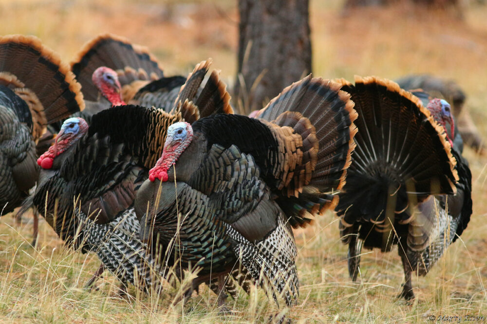 Wild turkeys vs Trumpers