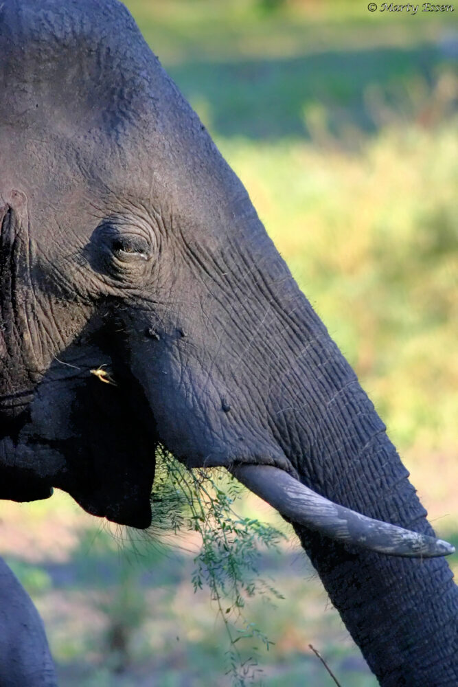 Mud-bath elephant