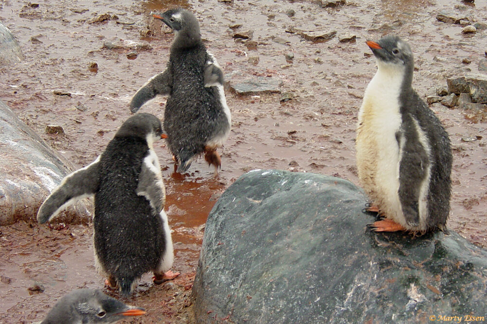 Gentoo penguin chick cuteness