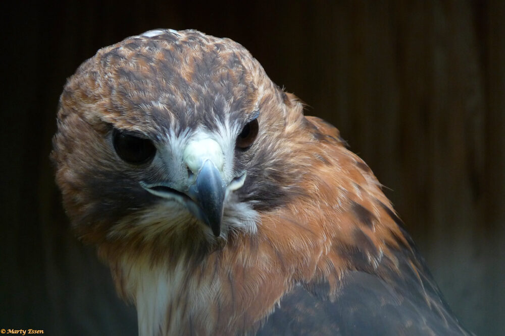 The red-tailed hawk surprise