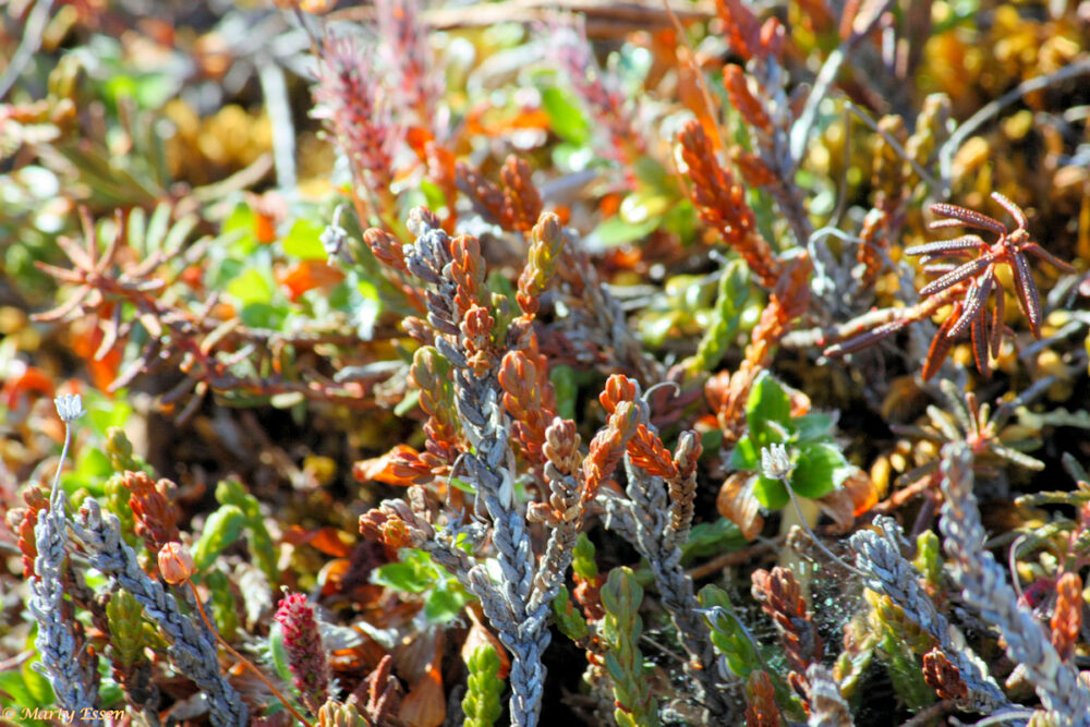 Amazing tundra plant life