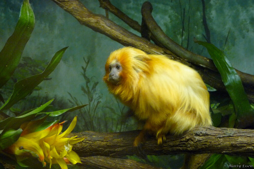 Controversy and a golden lion tamarin