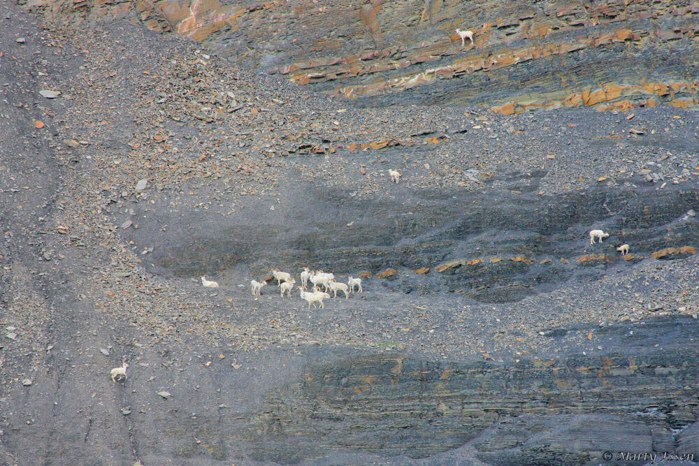 Dall sheep, doing their thing